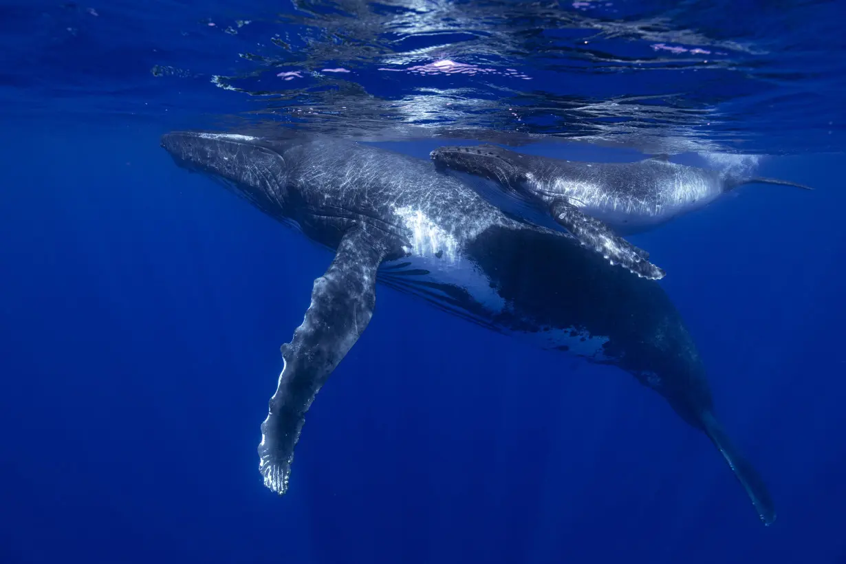 How do whales sing? Scientists point to a specialized voice box that other animals don't have