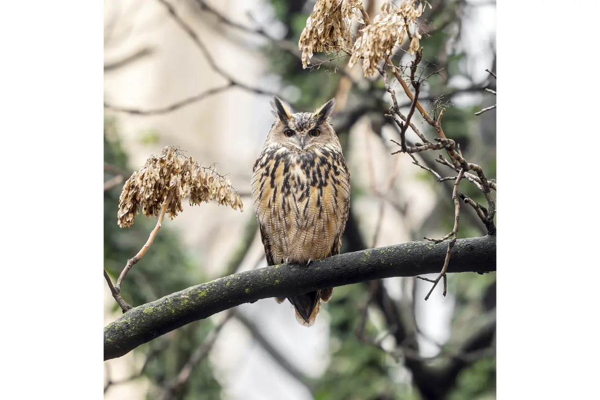 Who freed Flaco? One year later, eagle-owl's escape from Central Park Zoo remains a mystery