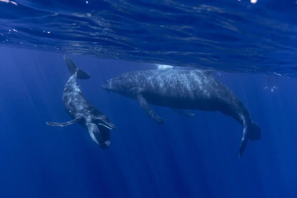 How Whales Sing