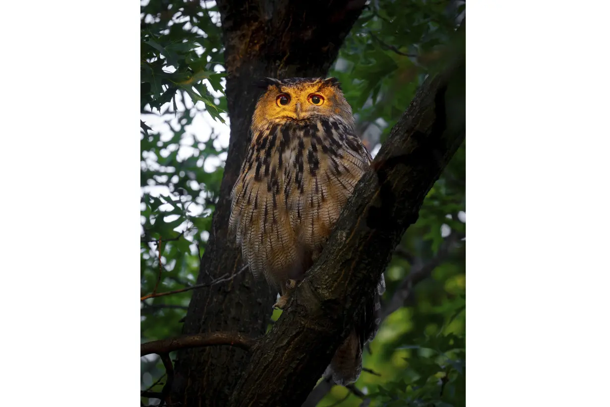 Who freed Flaco? One year later, eagle-owl's escape from Central Park Zoo remains a mystery