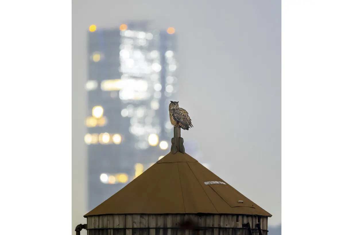 Who freed Flaco? One year later, eagle-owl's escape from Central Park Zoo remains a mystery