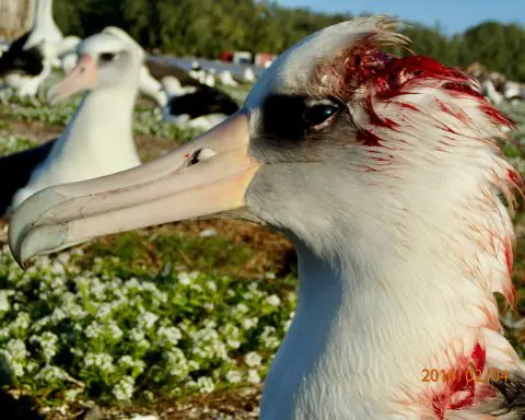 Murderous mice attack and kill nesting albatrosses on Midway Atoll − scientists struggle to stop this gruesome new behavior