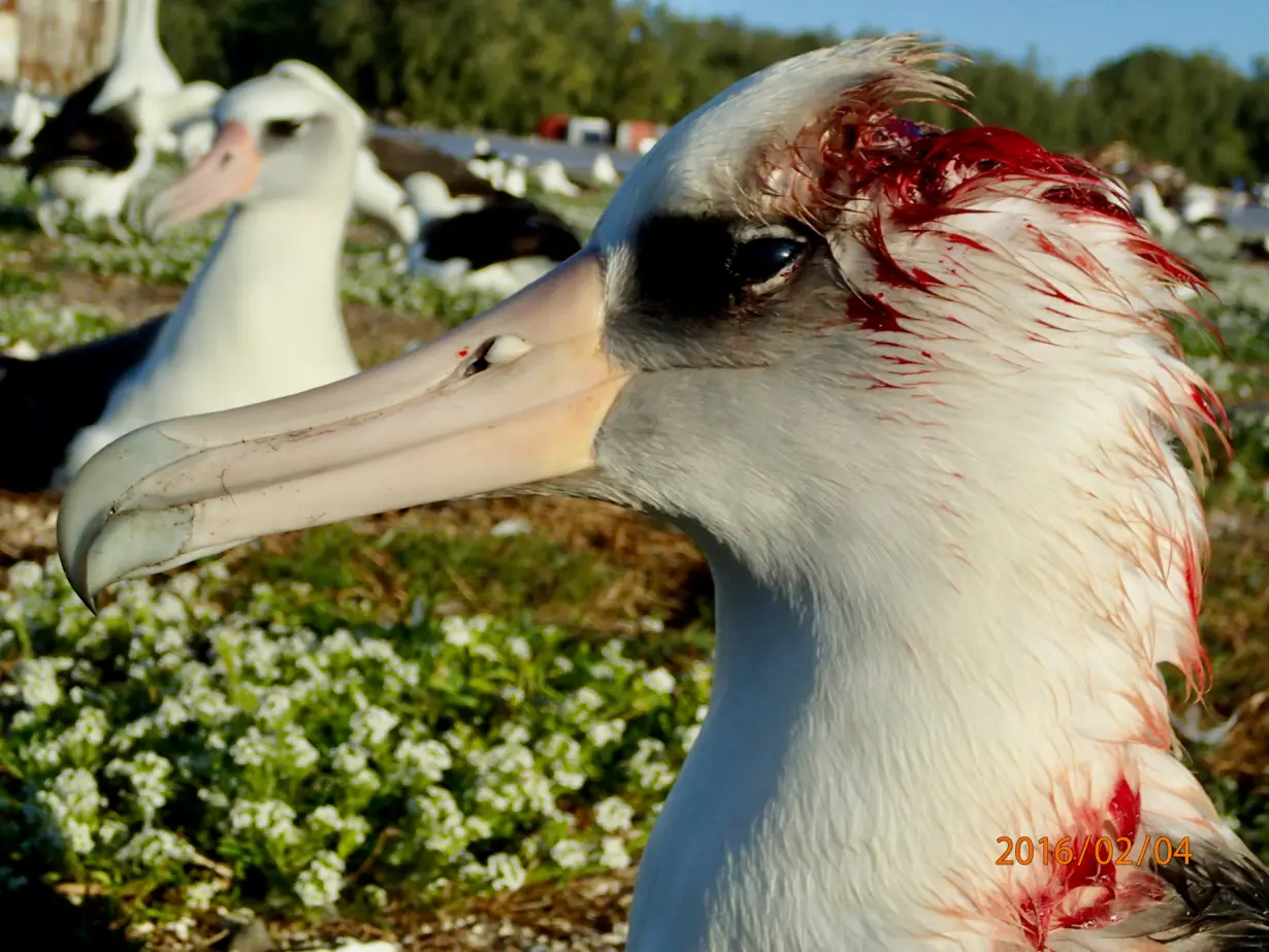 LA Post: Murderous mice attack and kill nesting albatrosses on Midway Atoll − scientists struggle to stop this gruesome new behavior