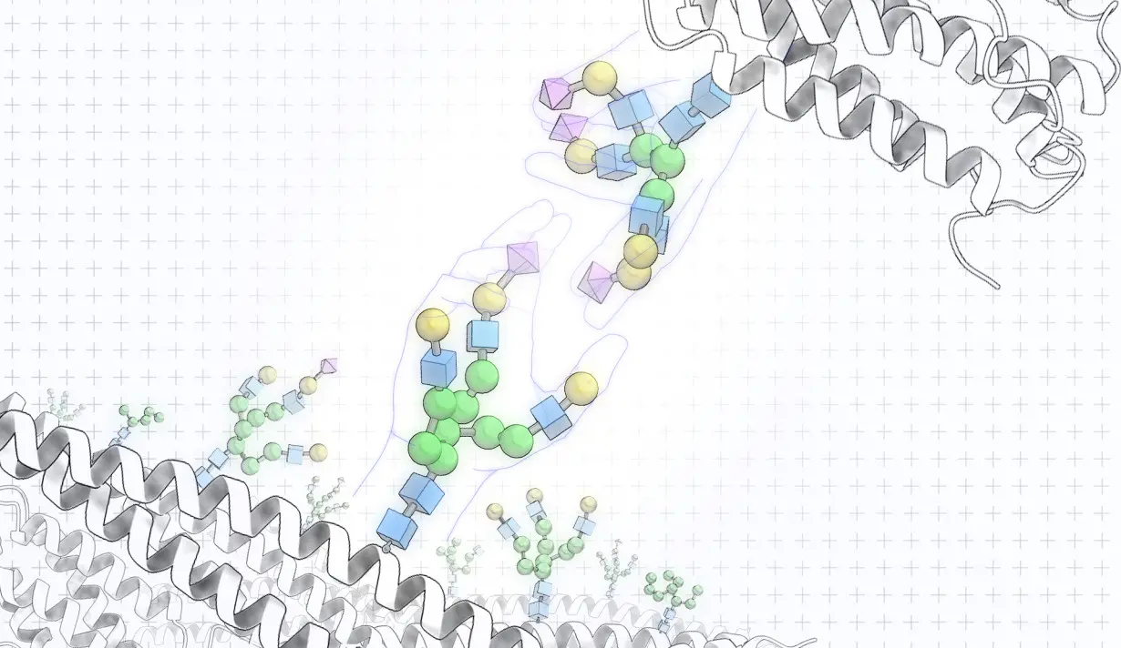 Sugary handshakes are how cells talk to each other − understanding these name tags can clarify how the immune system works