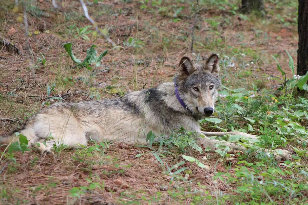 Gray Wolves-Endangered