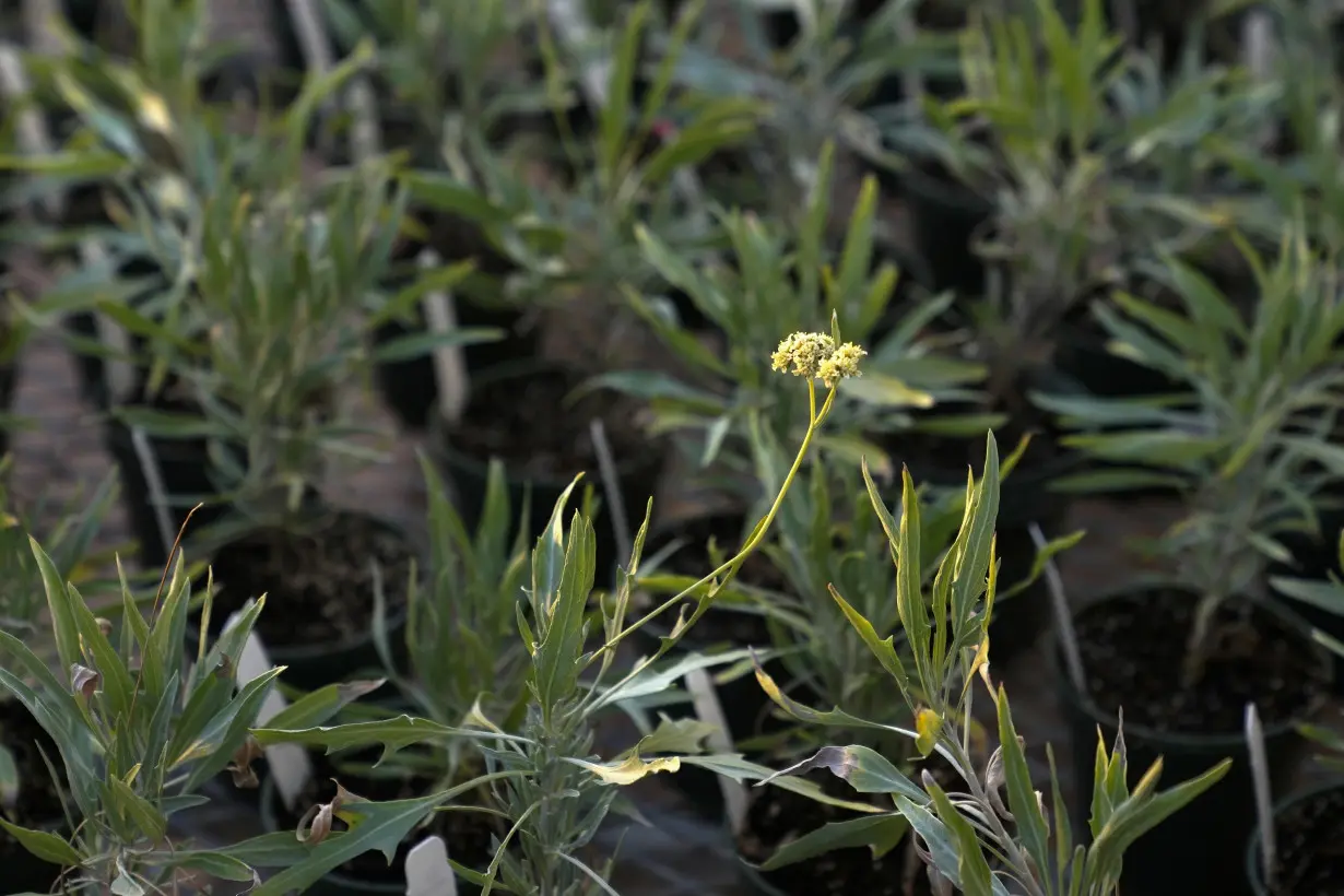 Climate Alternative Crops