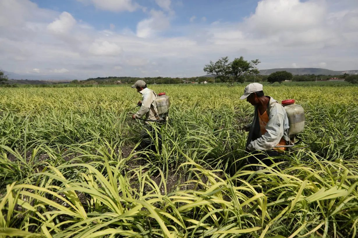 Workers spray fertilizer in a sugar cane field in Zacatepec de Hidalgo