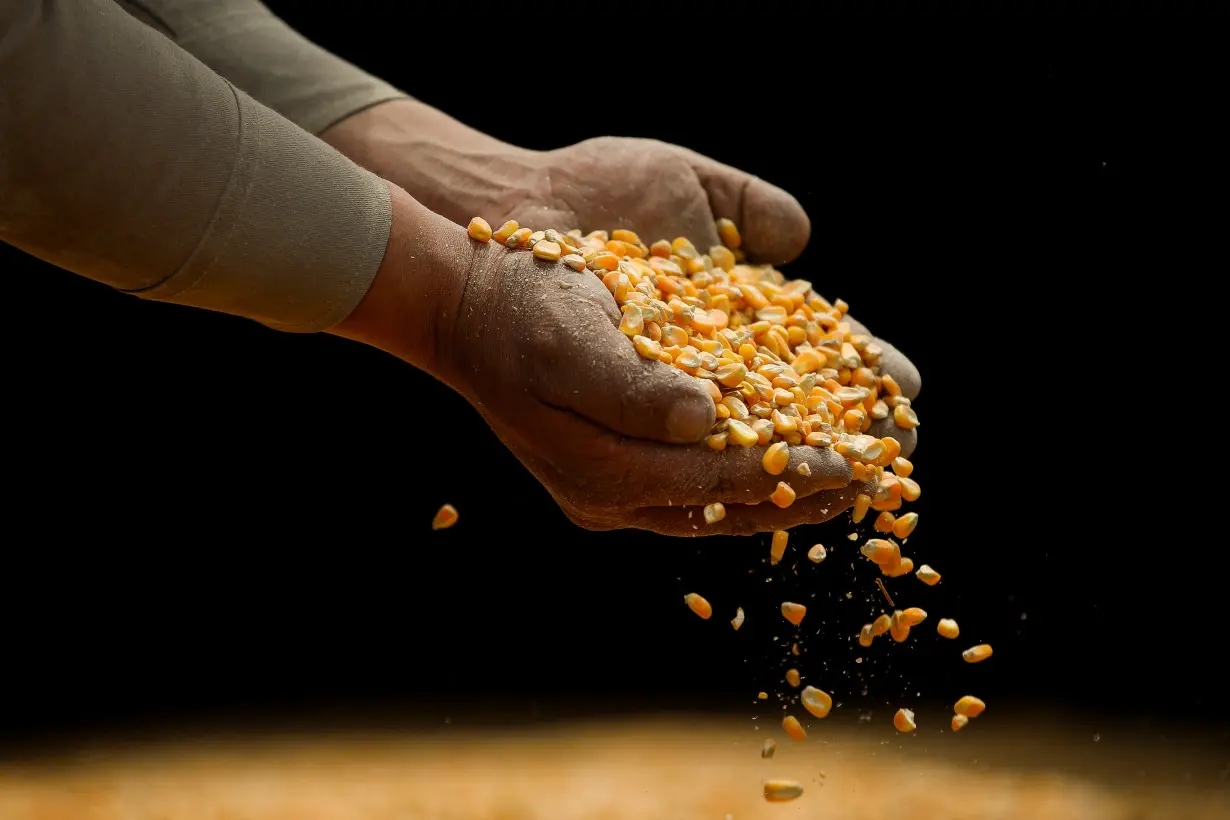 GMO yellow corn imported from the U.S., in Tepexpan