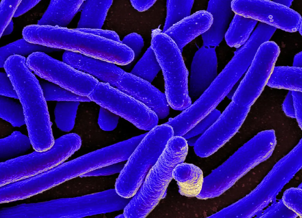 Bacteria can develop resistance to drugs they haven’t encountered before − scientists figured this out decades ago in a classic experiment