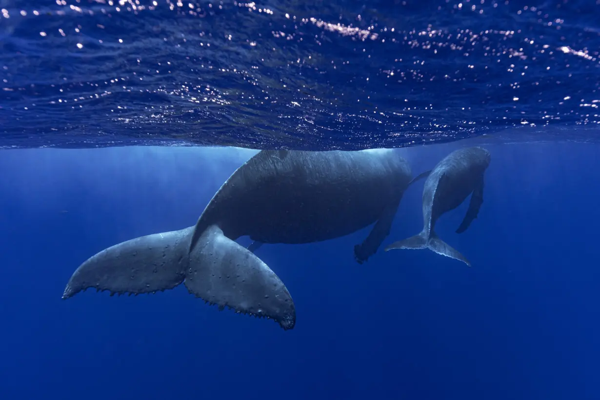 How do whales sing? Scientists point to a specialized voice box that other animals don't have