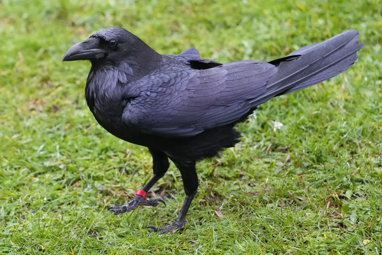 The Tower of London's new ravenmaster takes charge of the landmark's iconic flock