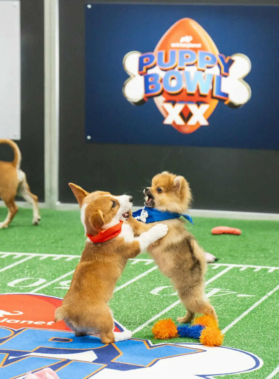 'Puppy Bowl' celebrates a big anniversary this year, one that shelter and rescue pups will cheer