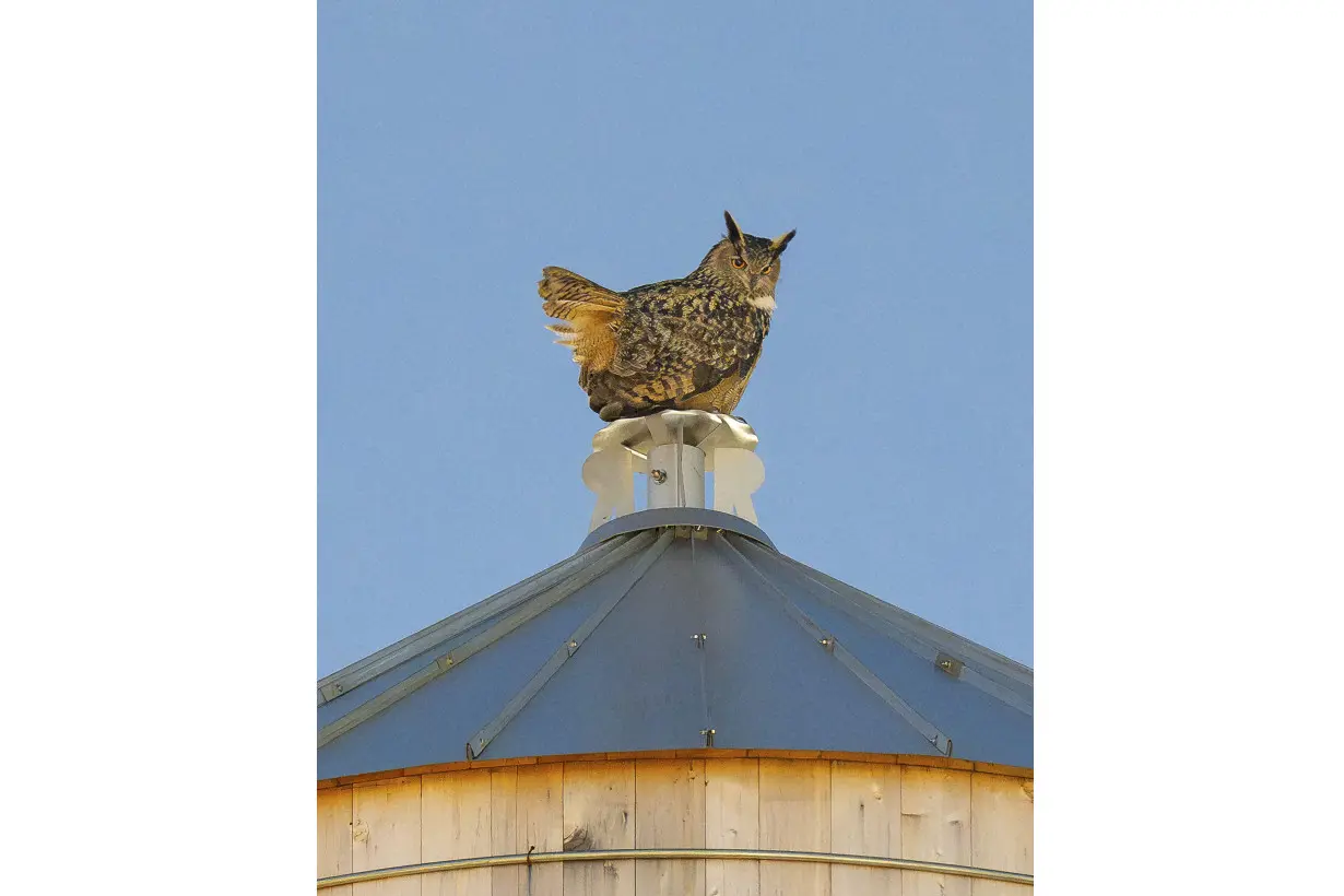 Who freed Flaco? One year later, eagle-owl's escape from Central Park Zoo remains a mystery