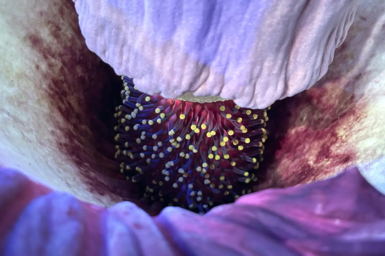 Visitors line up to see and smell a corpse flower's stinking bloom in San Francisco