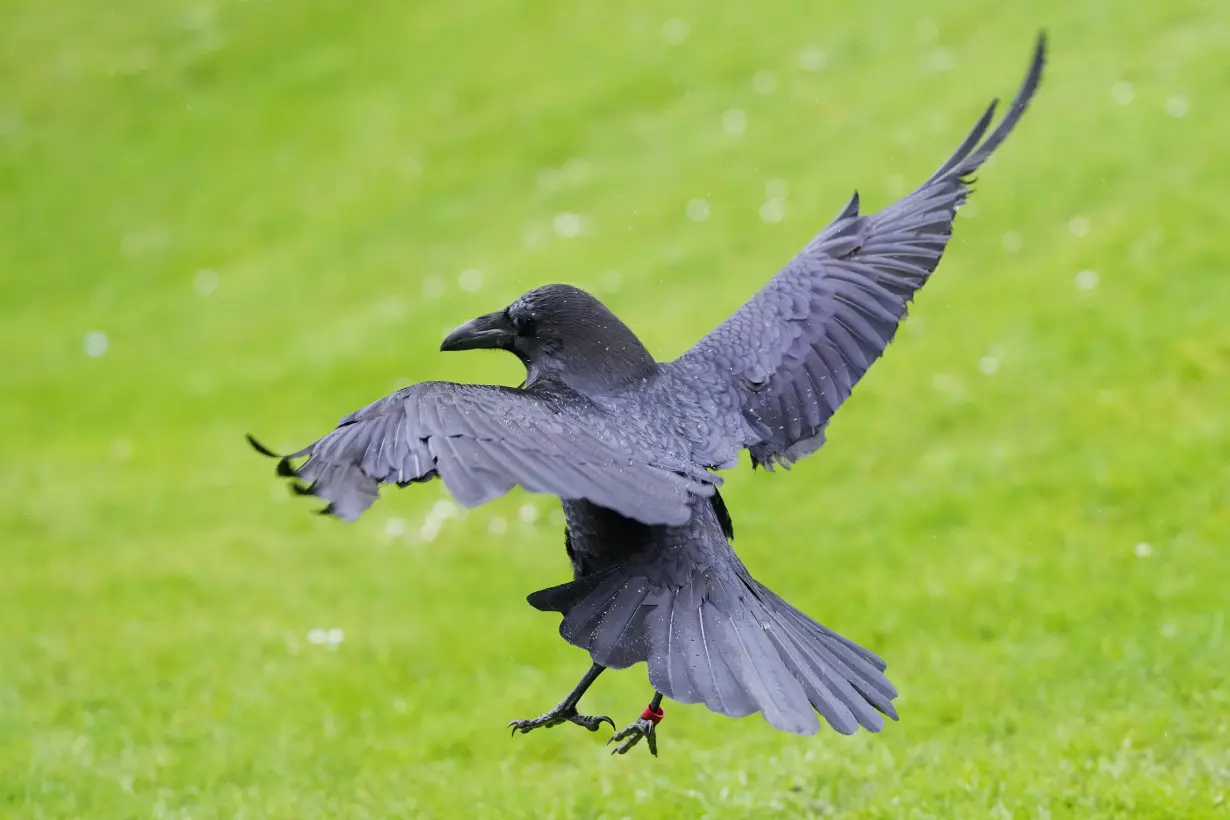 The Tower of London's new ravenmaster takes charge of the landmark's iconic flock