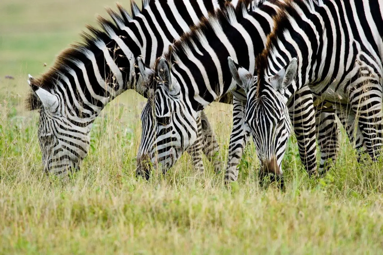 How three Zebras escaped from a private farm
