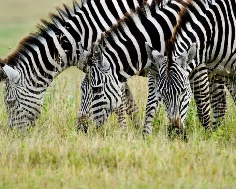 How three Zebras escaped from a private farm