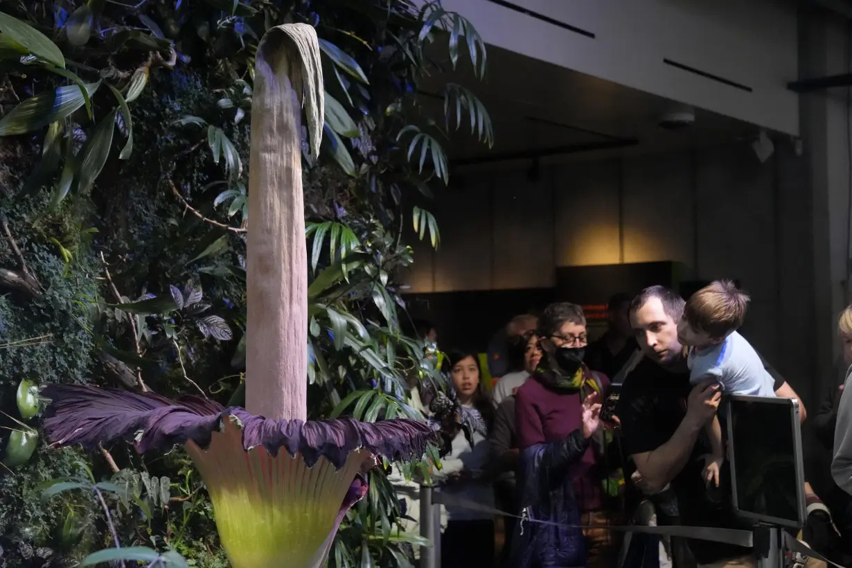 Corpse Flower