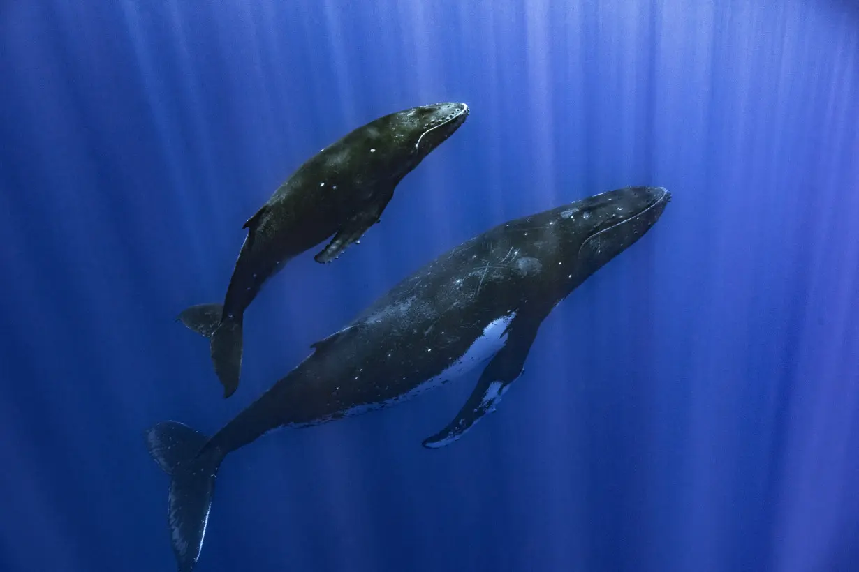 How do whales sing? Scientists point to a specialized voice box that other animals don't have