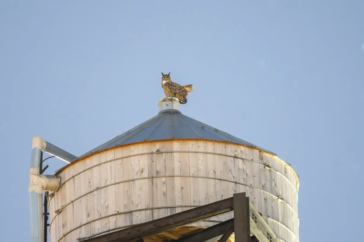 Who freed Flaco? One year later, eagle-owl's escape from Central Park Zoo remains a mystery