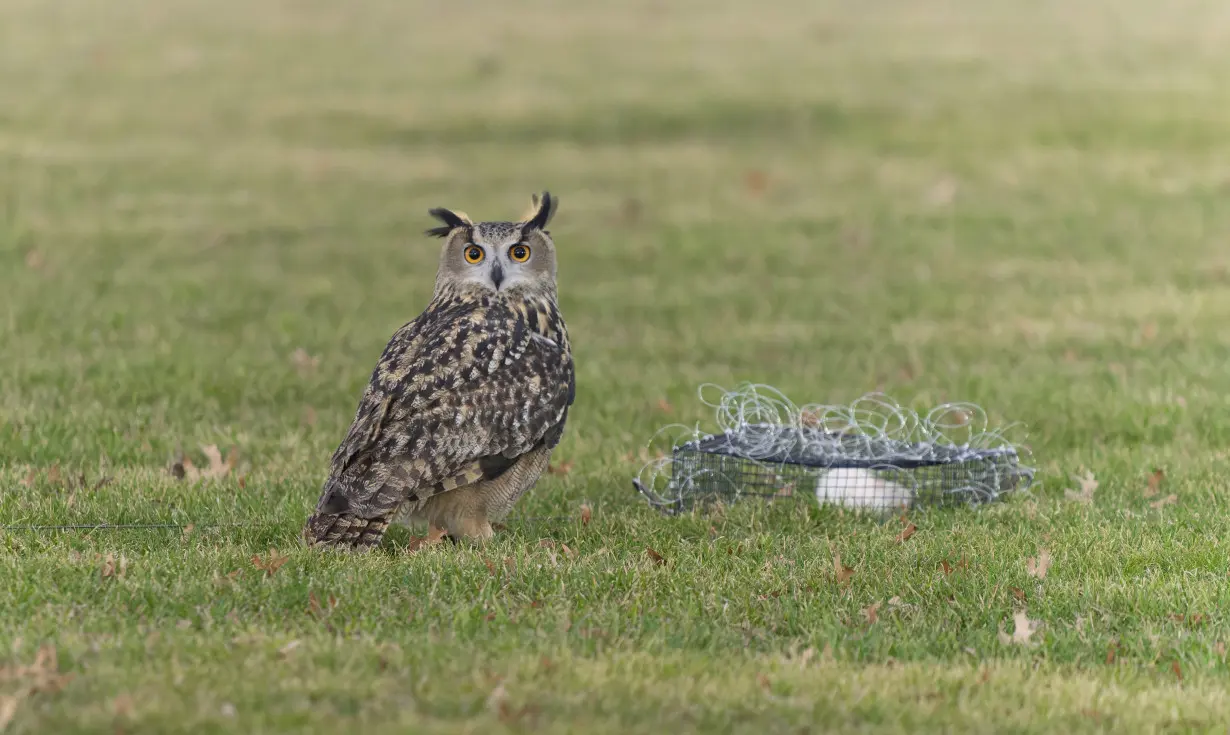 Who freed Flaco? One year later, eagle-owl's escape from Central Park Zoo remains a mystery