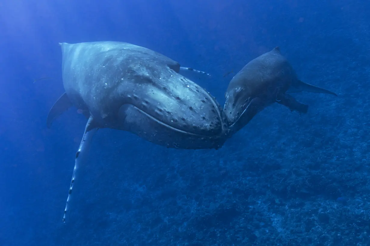 How do whales sing? Scientists point to a specialized voice box that other animals don't have