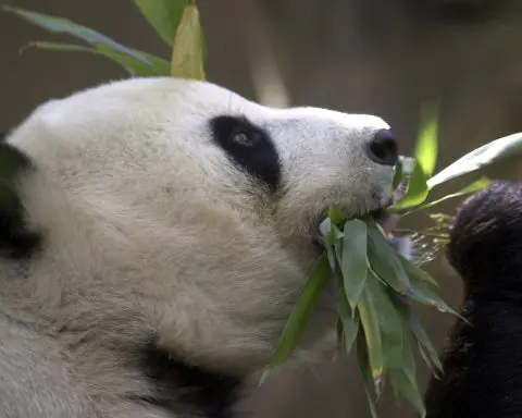 China plans to send San Diego Zoo more pandas this year, reigniting its panda diplomacy