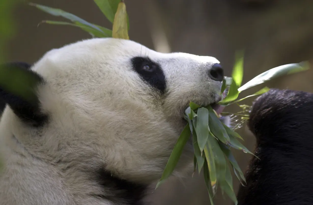 China San Diego Panda Diplomacy