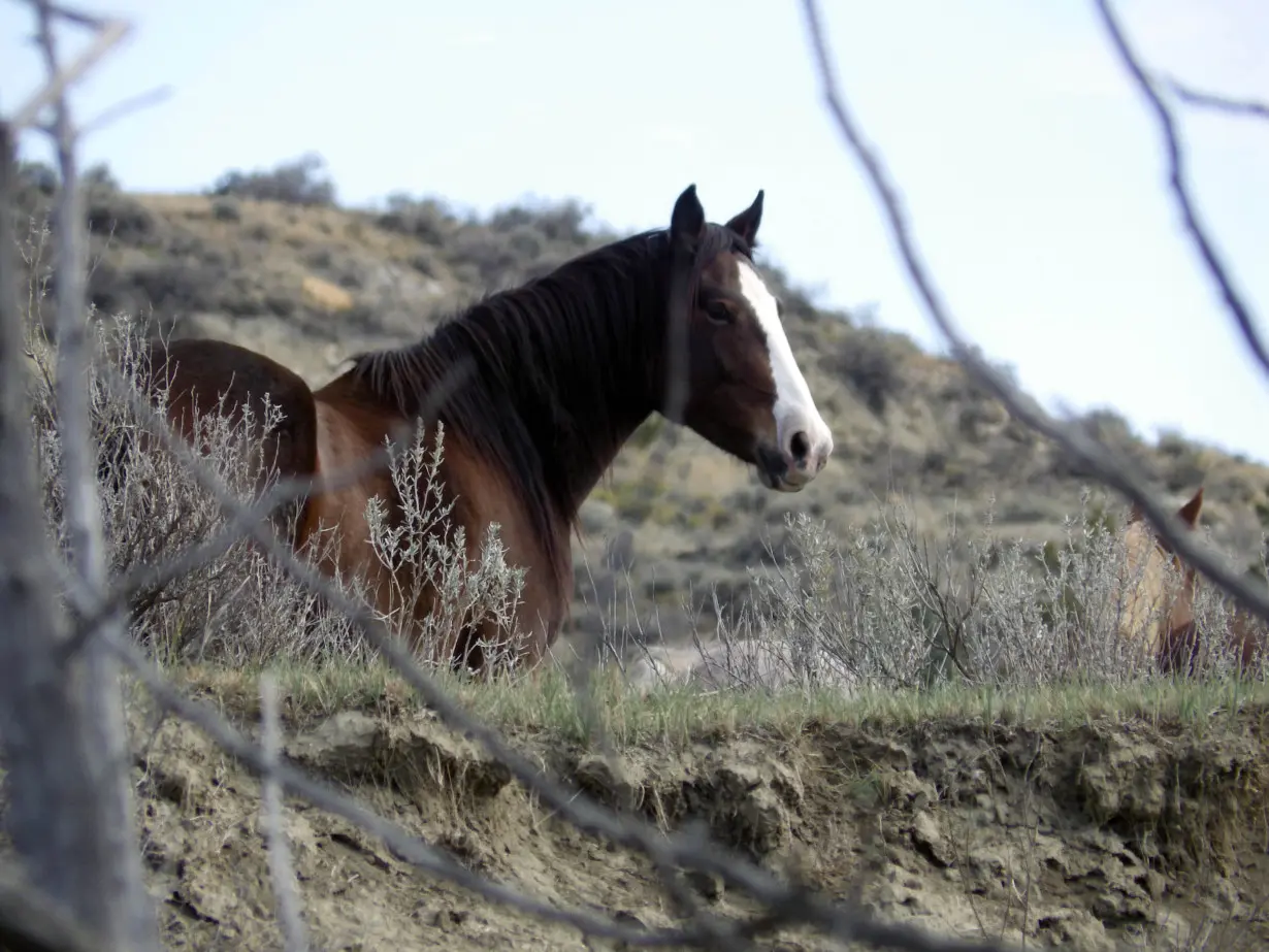 Wild horses facing removal in a North Dakota national park just got another strong ally: Congress