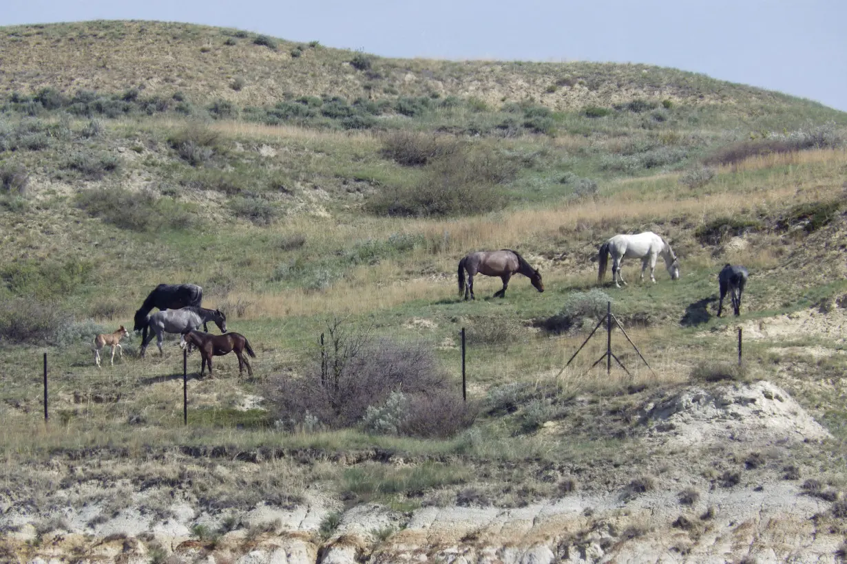 Wild horses facing removal in a North Dakota national park just got another strong ally: Congress