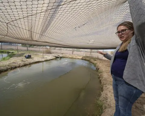 Tiny, endangered fish hinders California River water conservation plan
