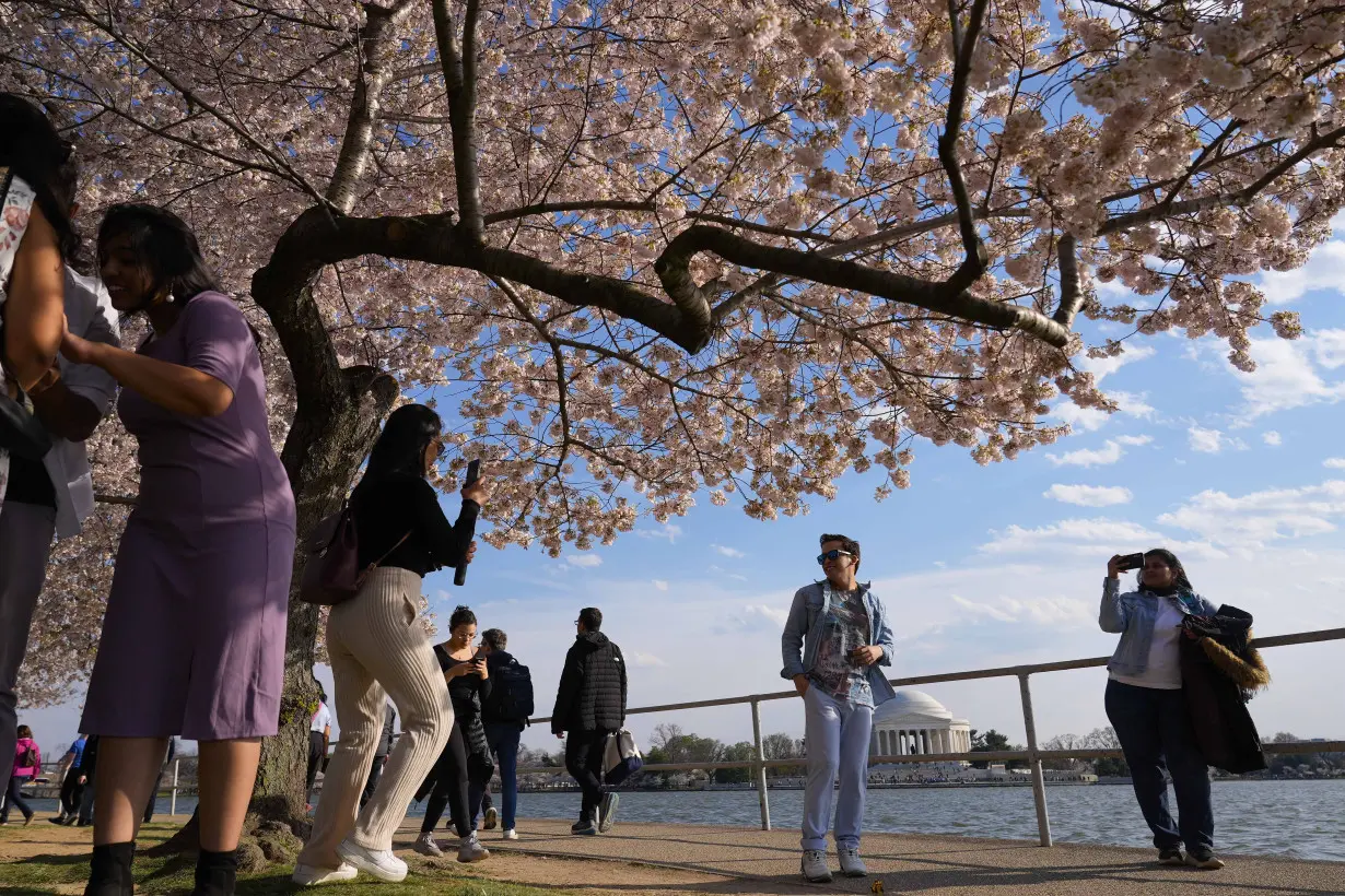 Cherry Blossoms Washington