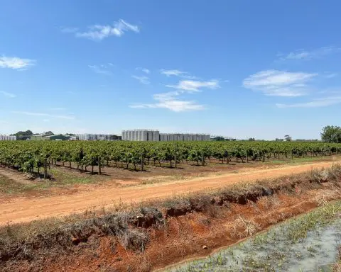 Australian farmers rip out millions of vines amid wine glut