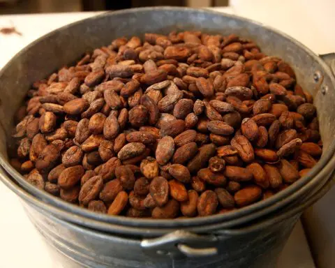 Hey, chocolate lovers: new study traces complex origins of cacao