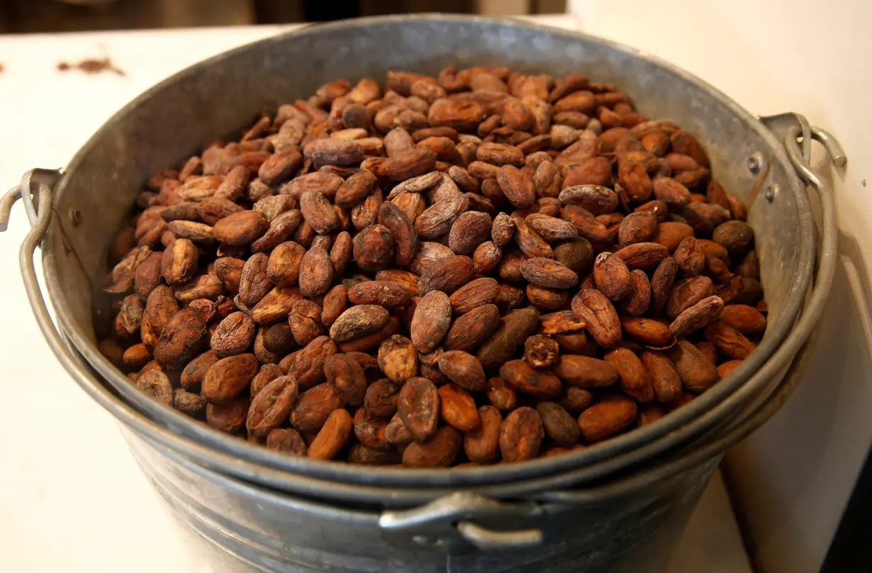 FILE PHOTO: Cacao beans are seen in Tokyo