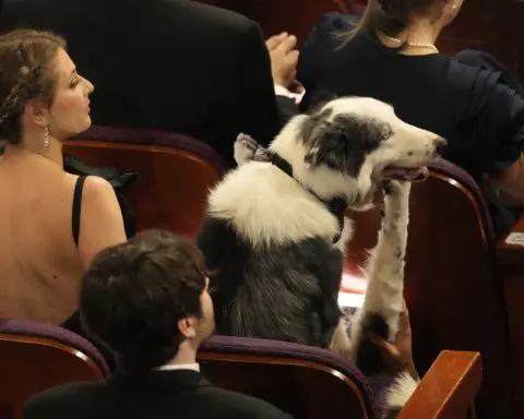 Messi the celebrity dog made it to the Oscars. Here's how the show pulled off his (clapping) cameo