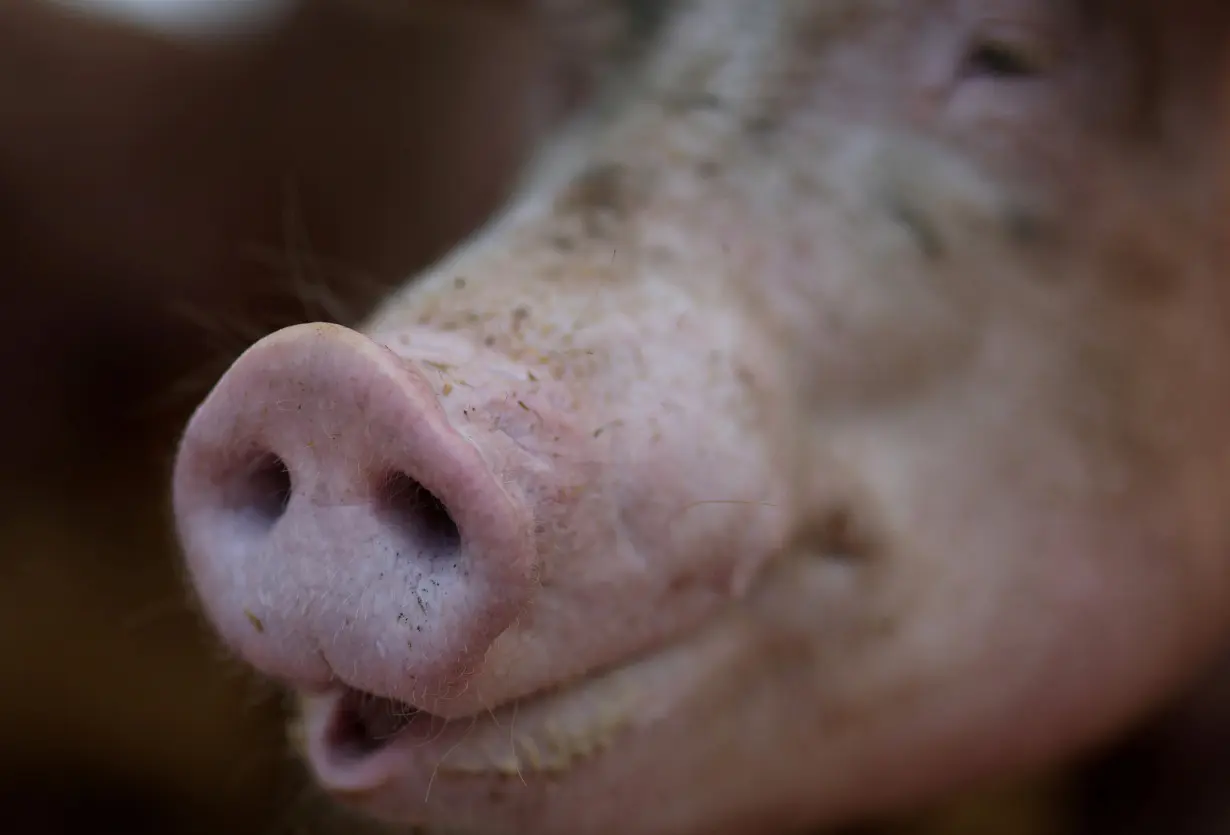 FILE PHOTO: A pig farm located in Maryland, U.S.