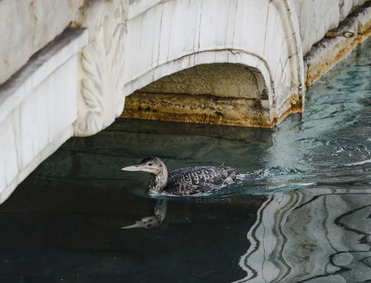 Las Vegas' Bellagio pauses fountain show when rare bird visits