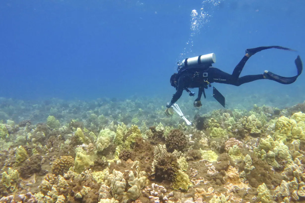 Hawaii Wildfires Coral Reef