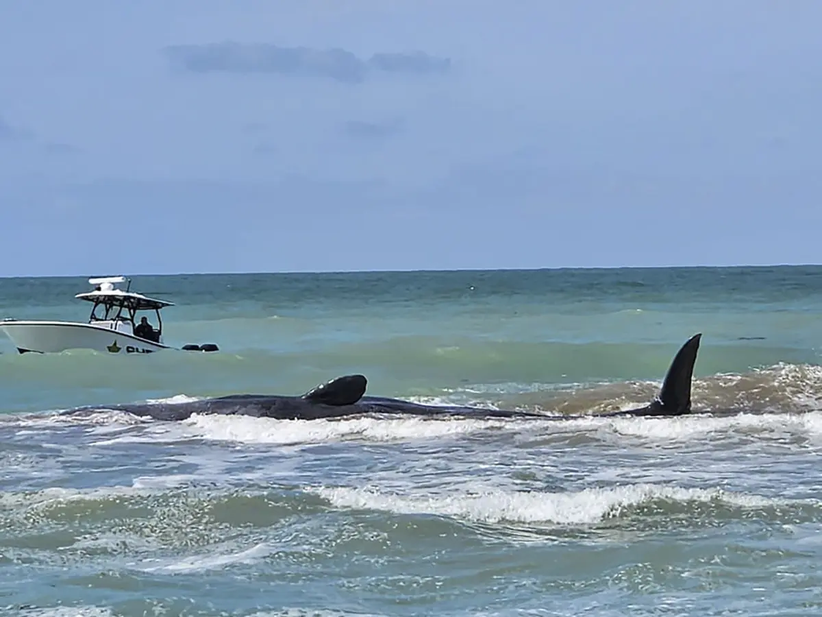 Beached Whale Florida