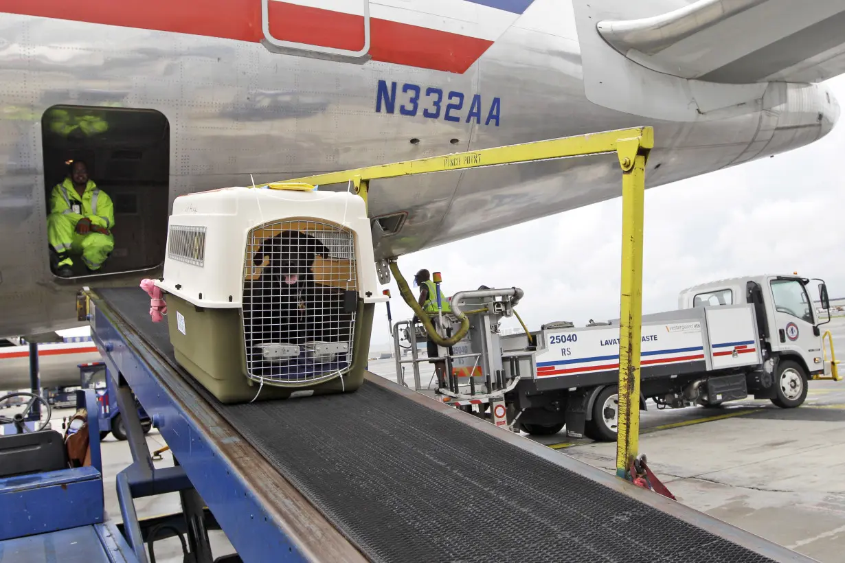 American Airlines Pets