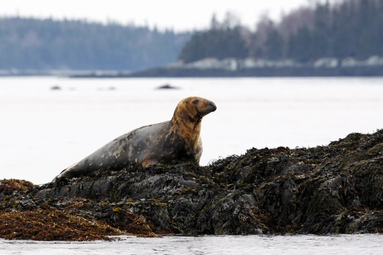 Bird Flu Seals