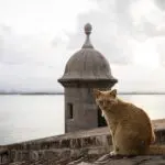 Activists sue US National Park Service over plan to remove Puerto Rico's famous stray cats