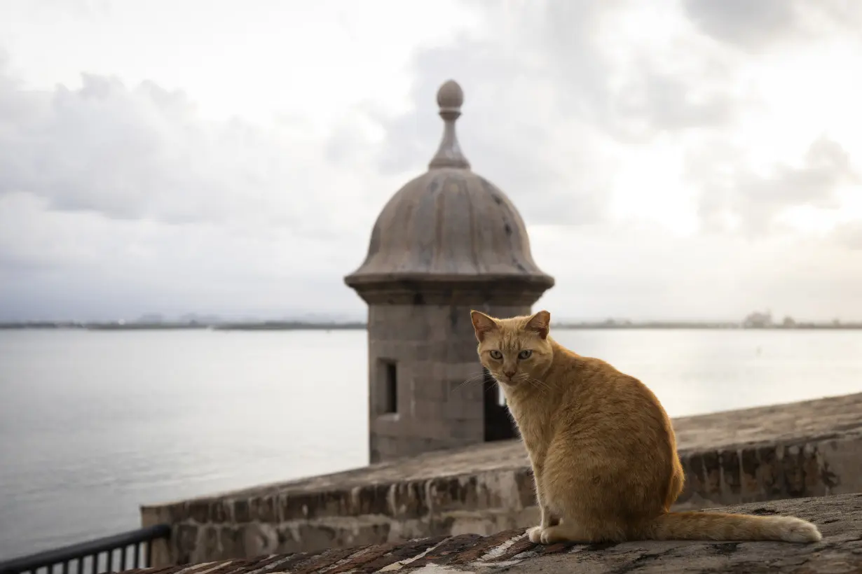 LA Post: Activists sue US National Park Service over plan to remove Puerto Rico's famous stray cats