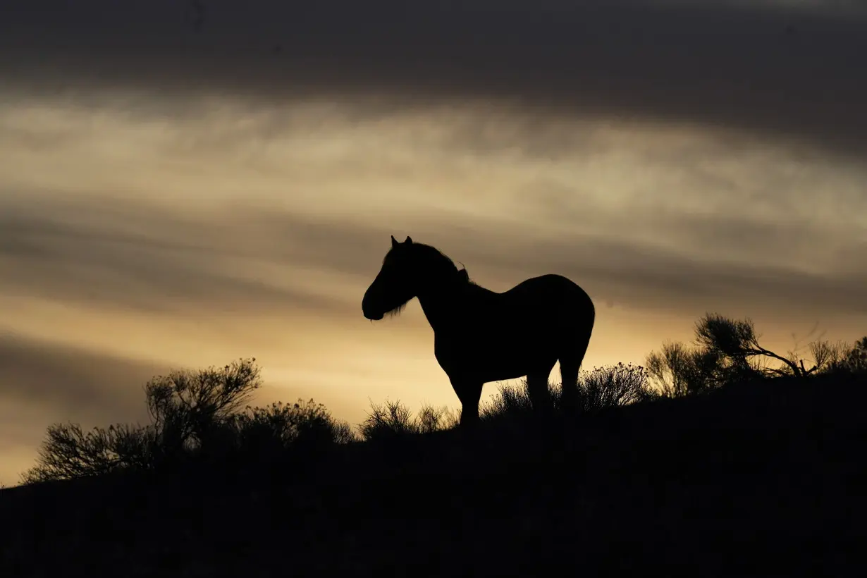 LA Post: US judge in Nevada hands wild horse advocates rare victory in ruling on mustang management plans