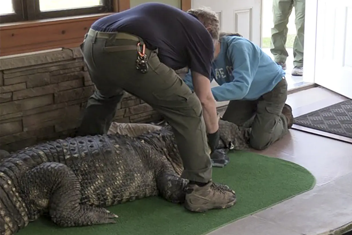 Pet Alligator Seized