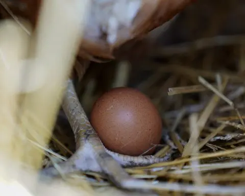 Bird flu, weather and inflation conspire to keep egg prices near historic highs for Easter