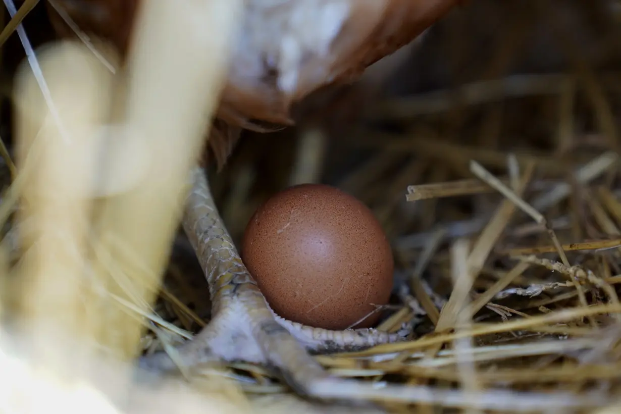 Egg Prices Sticker Shock