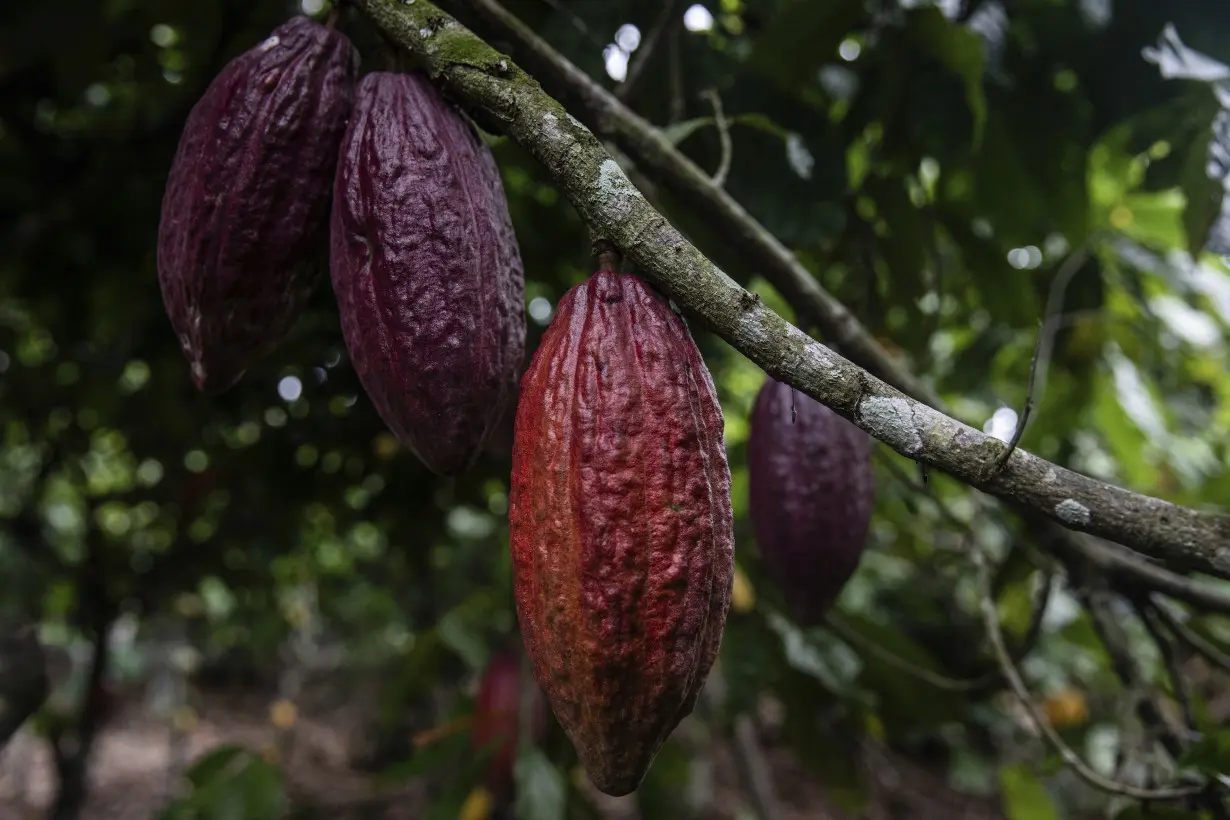 It's a bittersweet Easter for chocolate lovers and African cocoa farmers but big brands see profits