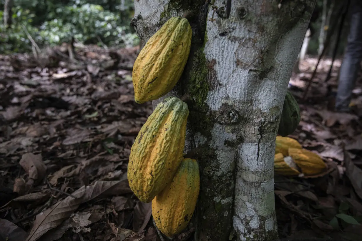 It's a bittersweet Easter for chocolate lovers and African cocoa farmers but big brands see profits